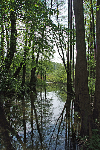 prinzeninsel erlenbruch